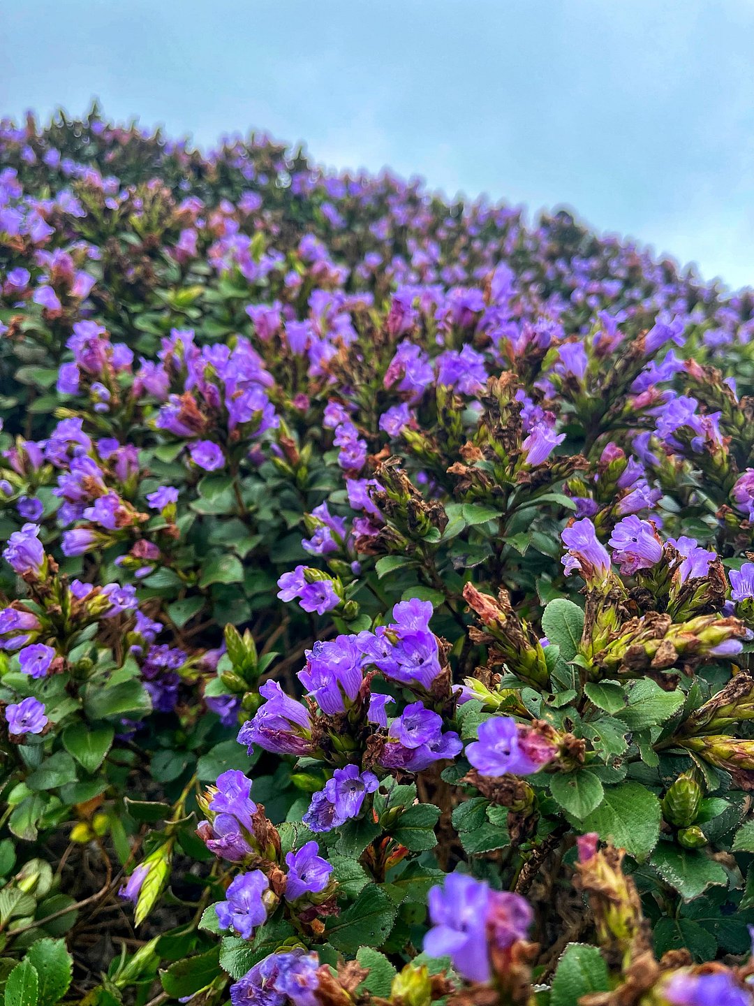 Neelakurinji is a flower which blooms once in 12 years