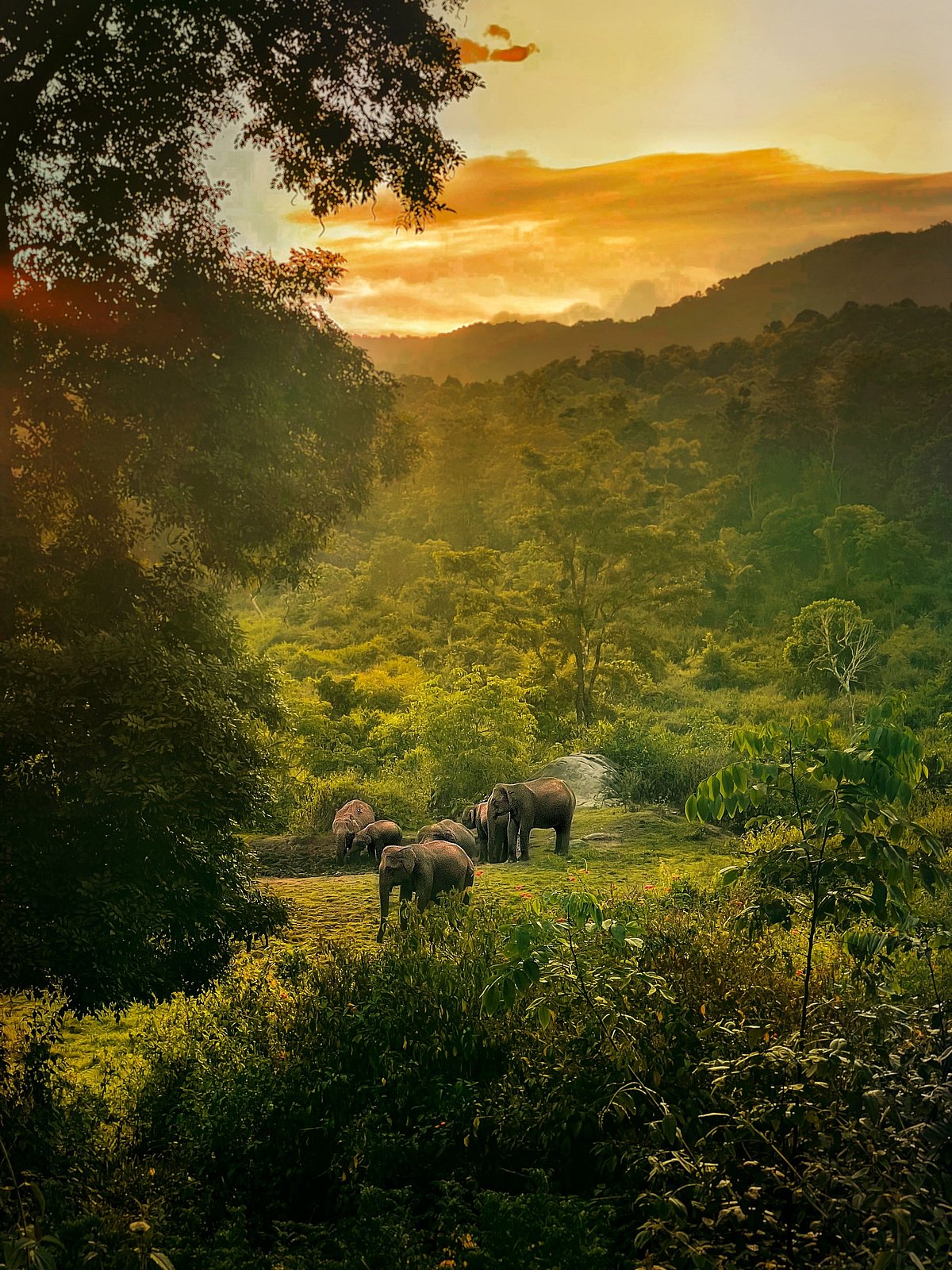 Shutterstock : A herd of elephants in Wayanad, Kerala