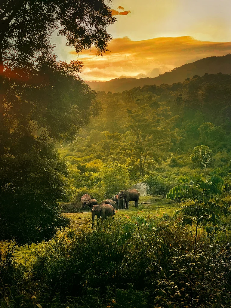 A herd of elephants in Wayanad, Kerala - Shutterstock