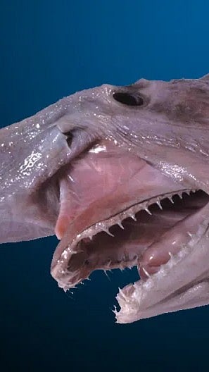 A shot of a goblin shark