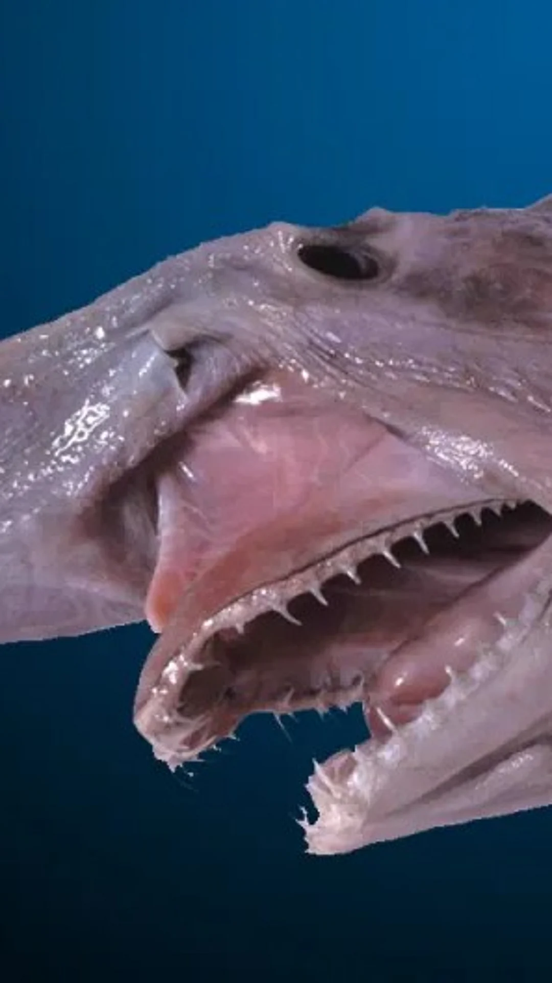 A shot of a goblin shark
