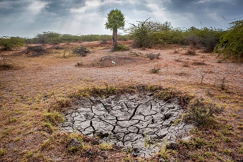 Drought is making cattle rearing more difficult for the Dhaneta Jats of Kutch