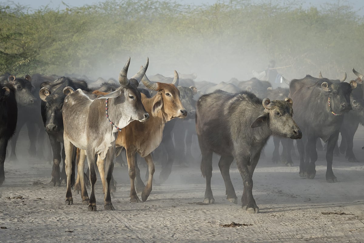 The Dhaneta Jats practise cattle rearing