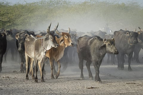The Dhaneta Jats practise cattle rearing