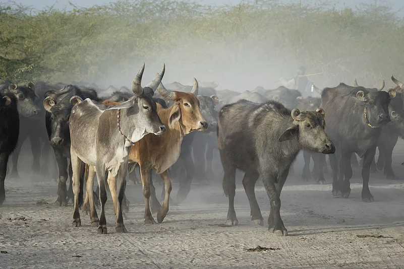 The Dhaneta Jats practise cattle rearing