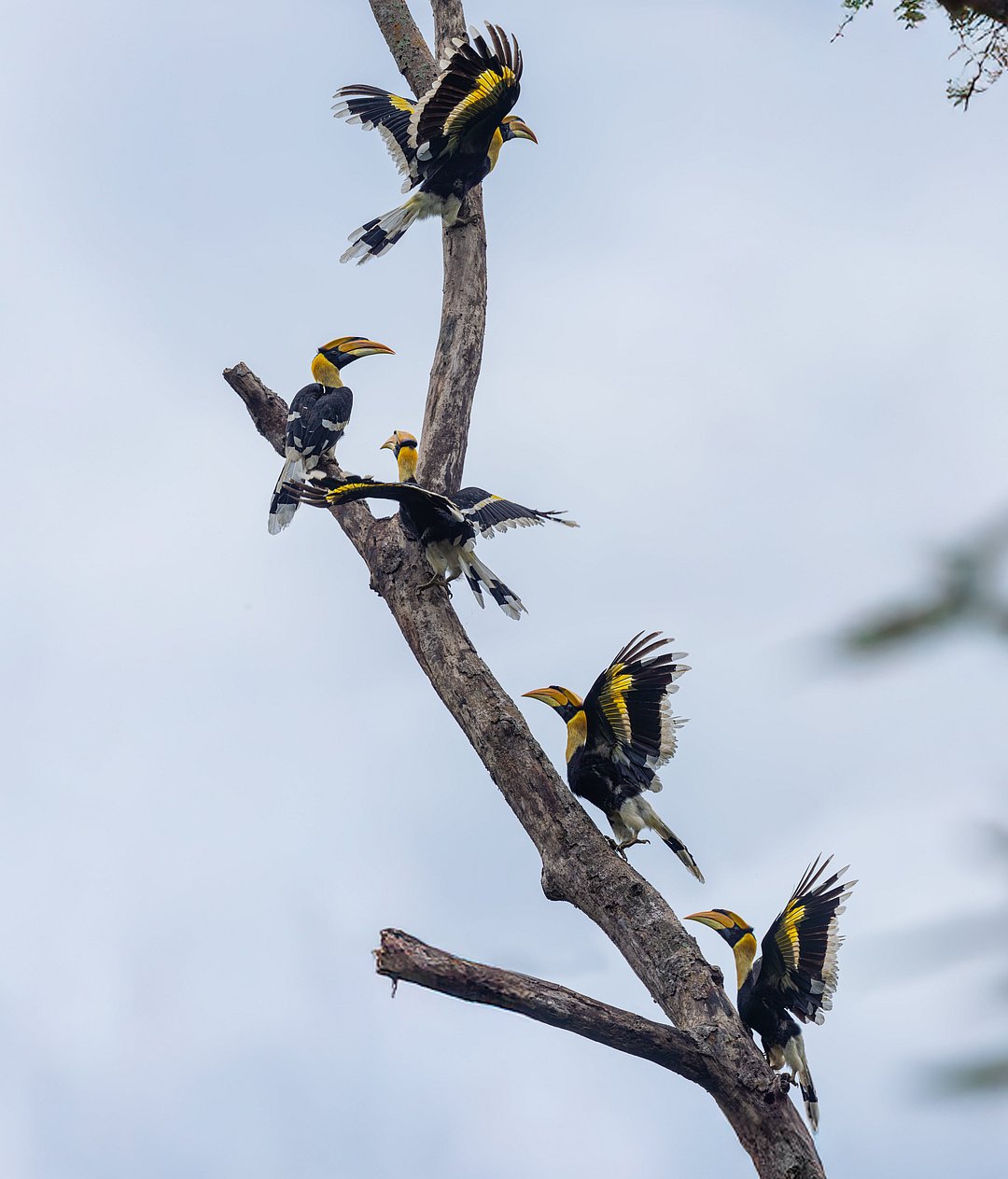 A flock of great hornbills come together