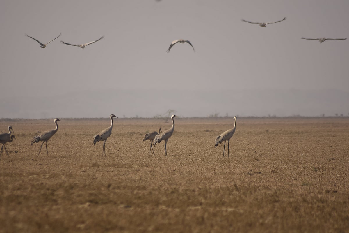 Common cranes in the Banni grasslands of Kutch