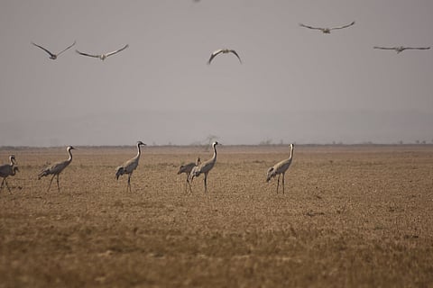 Common cranes in the Banni grasslands of Kutch