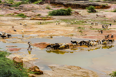A Rabari shepherd in Kutch tends to his flock