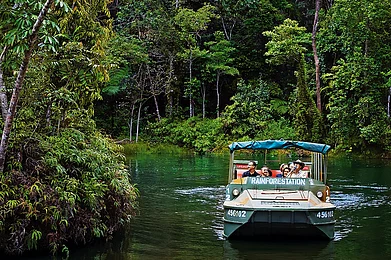 Tourism Tropical North Queensland : With an estimated age of 180 million years, the Daintree Rainforest is supremely biodiverse