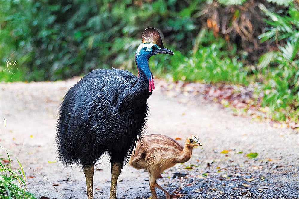 Cassowary is believed to be a living dinosaur relative