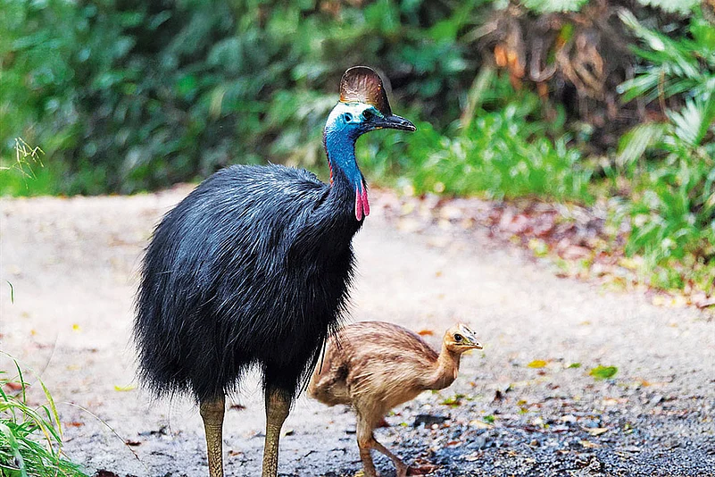 Cassowary is believed to be a living dinosaur relative