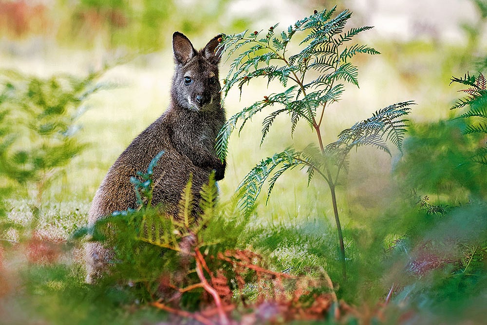 Wallaby, a common marsupial in Northern Australia