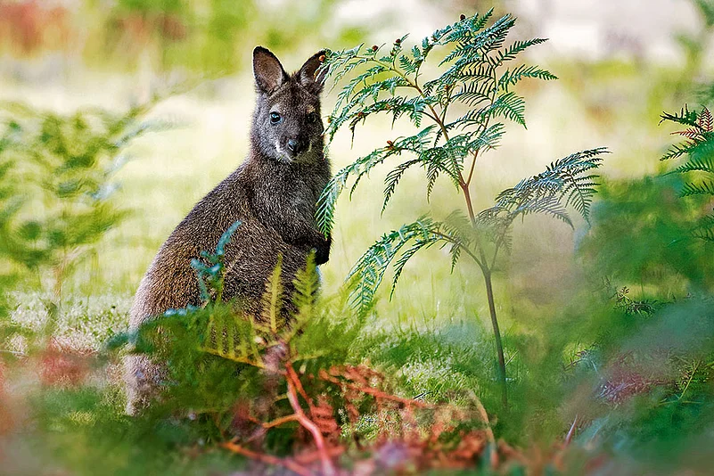 Wallaby, a common marsupial in Northern Australia