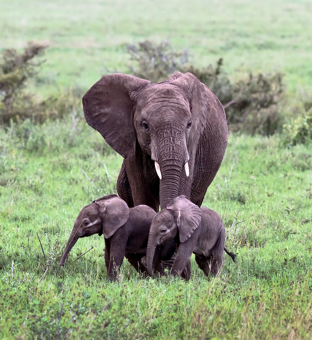A female elephant with two calves in Serengeti National Park