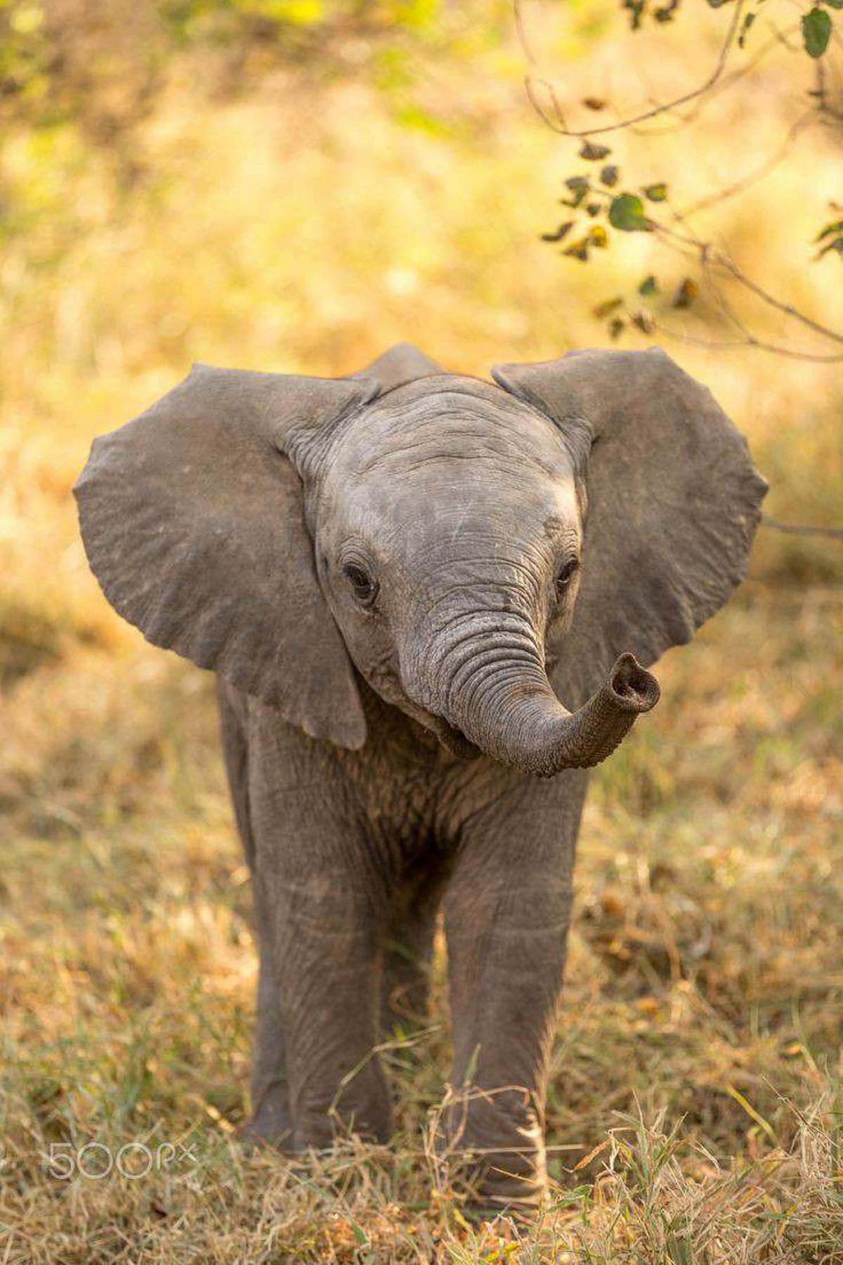 Shutterstock : An African elephant calf