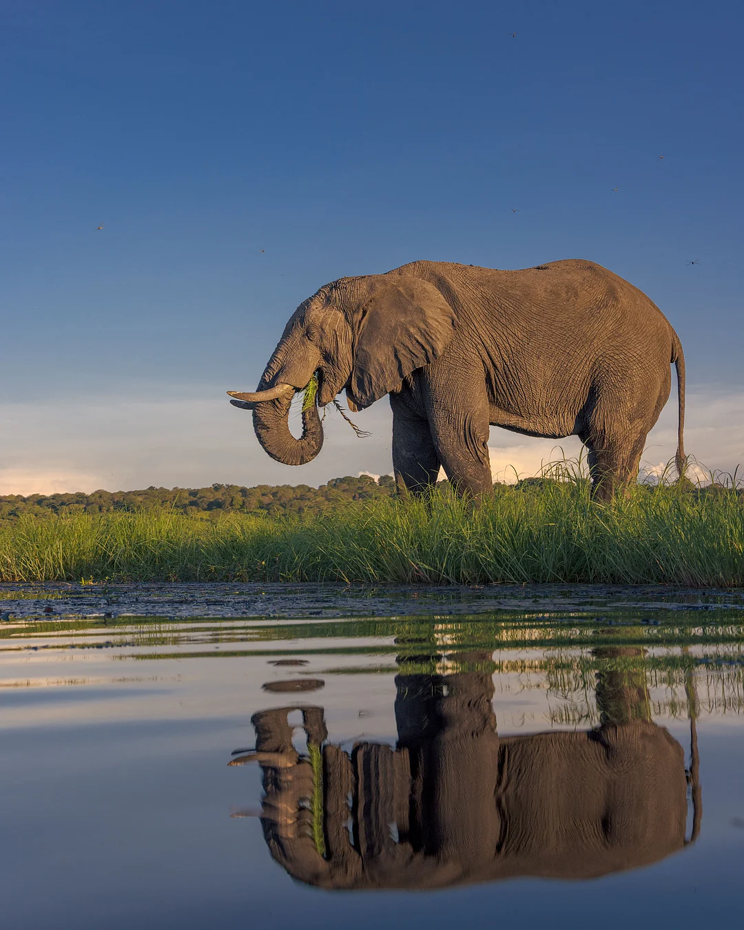 An elephant in Chobe National Park