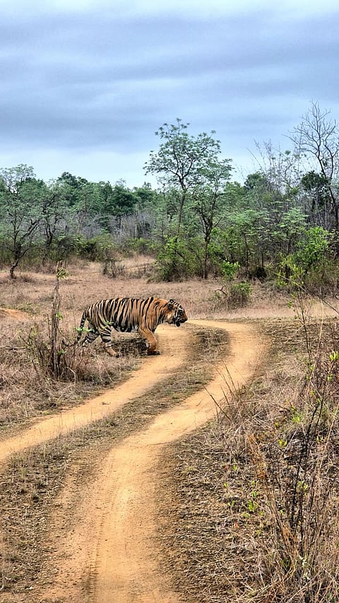 Xylo, one of the most dominant male tigers of Tadoba