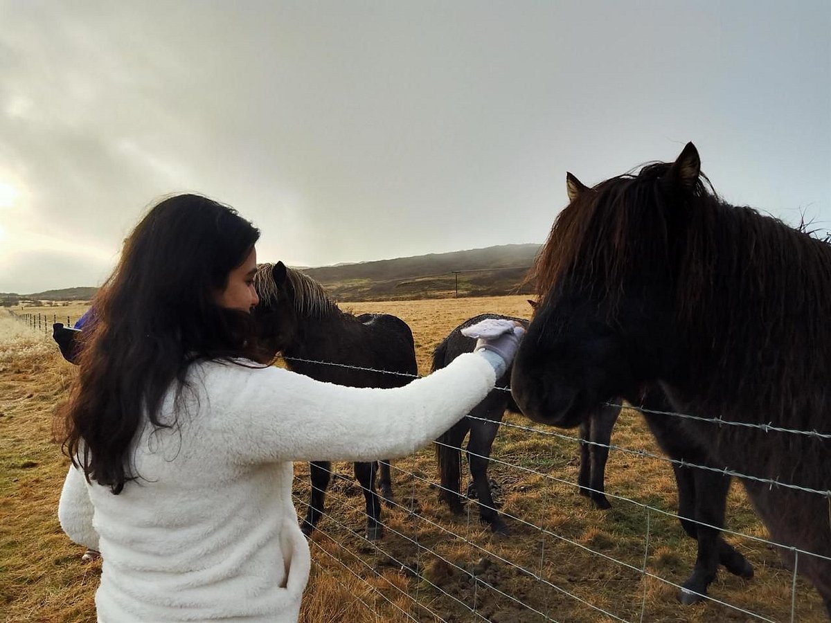 Alam pats a horse during the road trip to Loch Ness