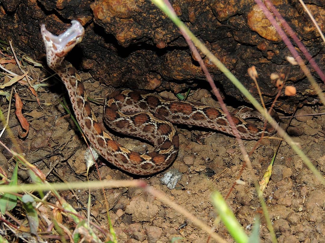 Phansad shelters more than 31 species of snakes