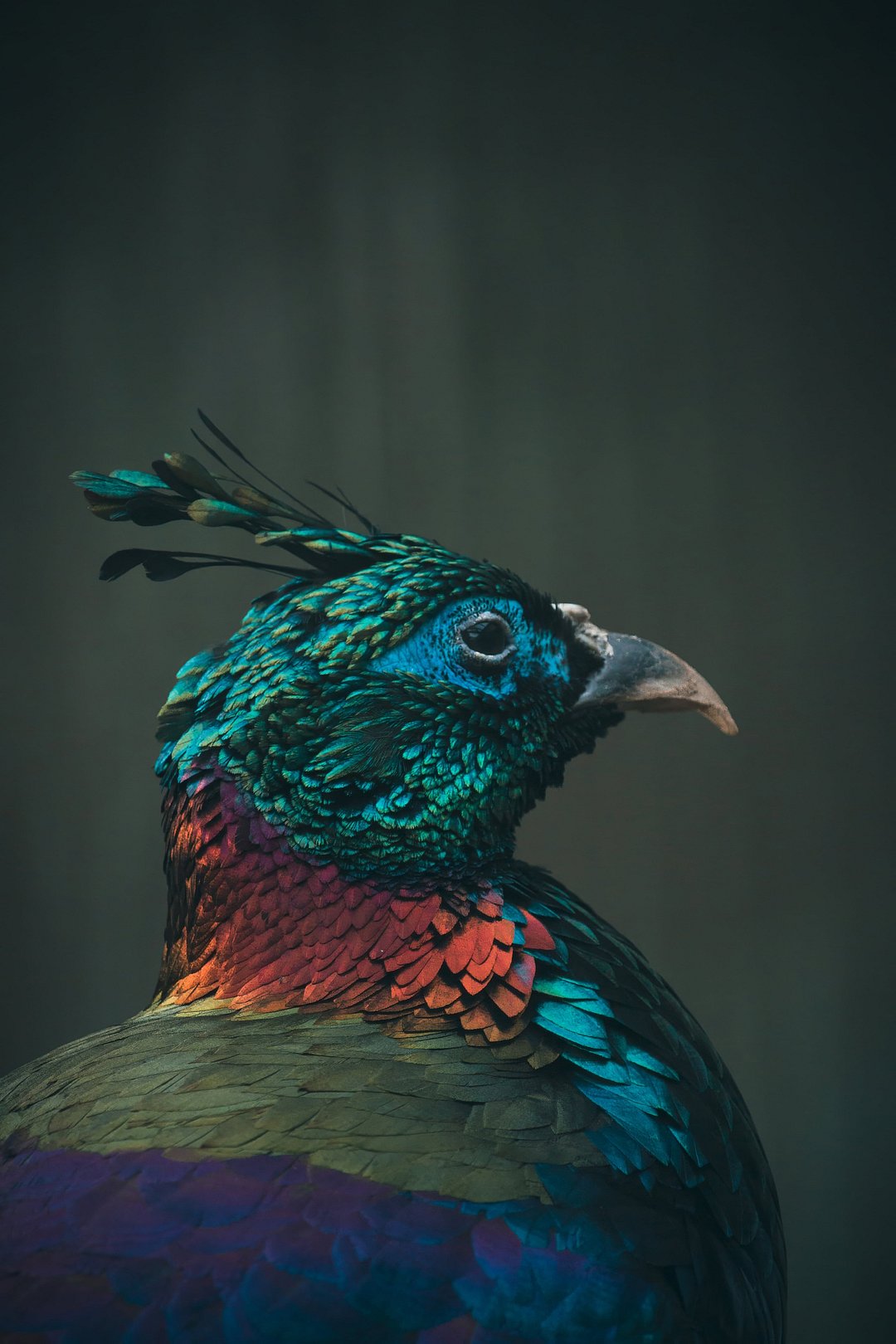 The Himalayan monal is the state bird of Uttarakhand