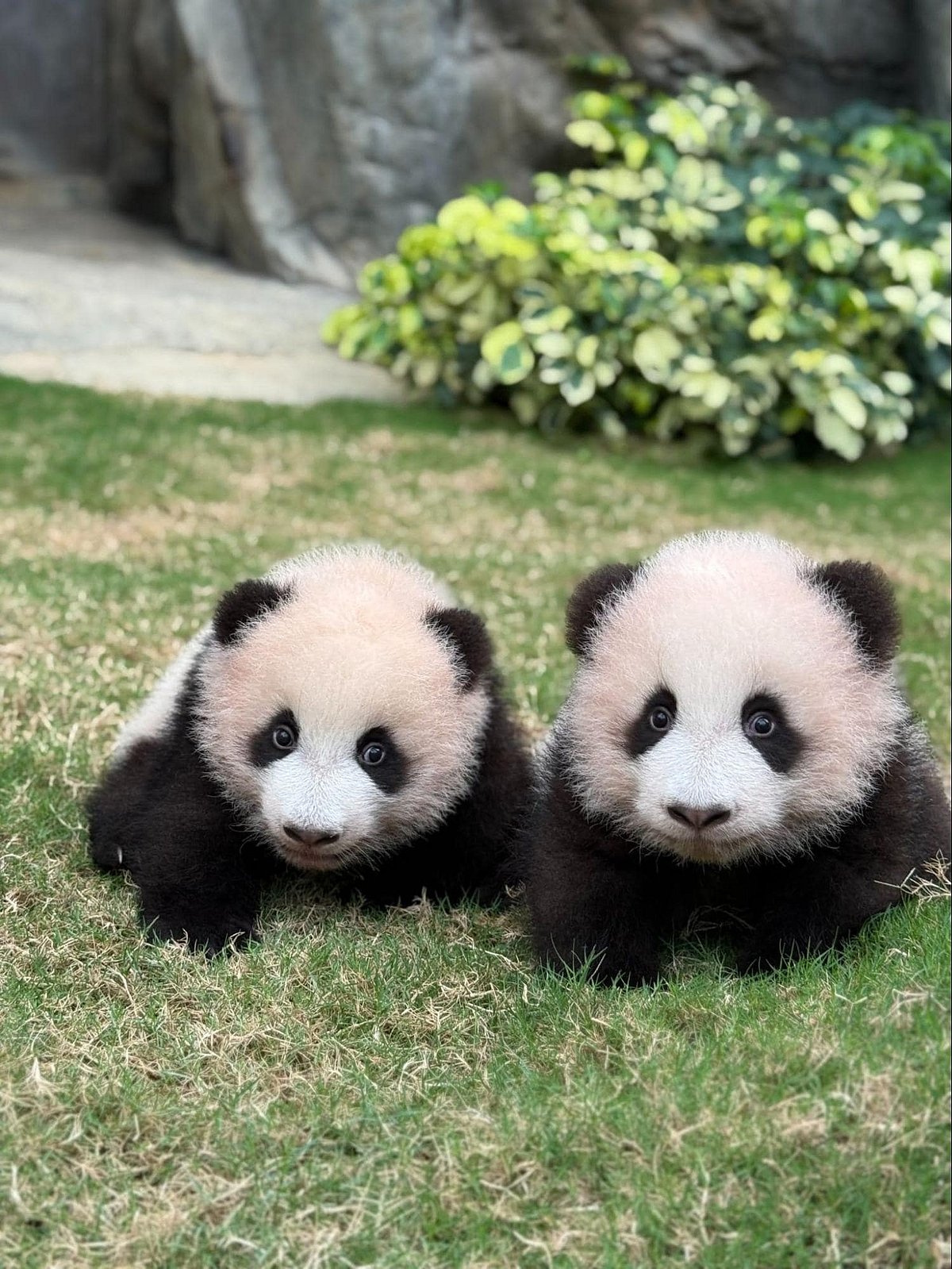 Twin panda cubs De De (left) and Jia Jia (right) at Ocean Park Hong Kong