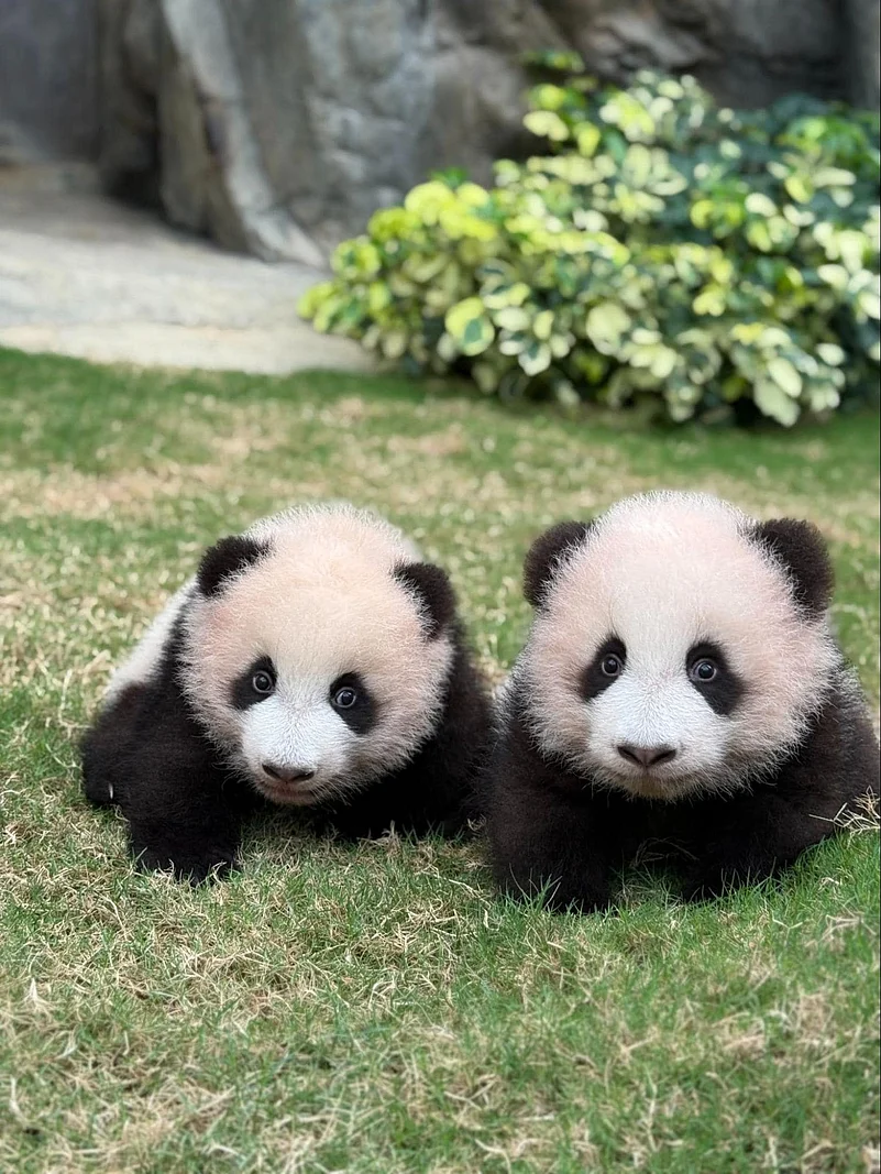 Twin panda cubs De De (left) and Jia Jia (right) at Ocean Park Hong Kong