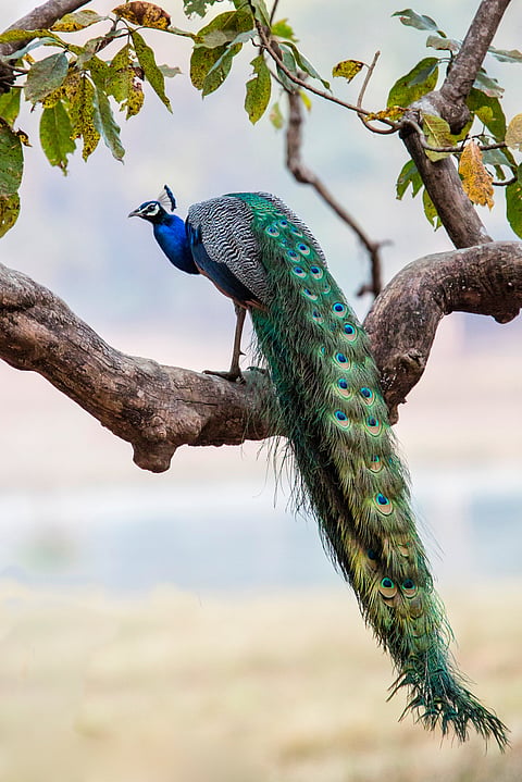 A male Indian peafowl sits on a tree branch in Kanha National Park