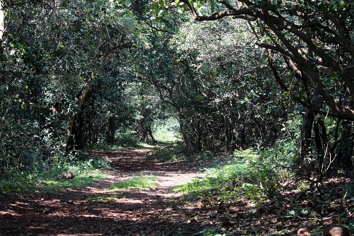Nestled across 52 square kilometres in Maharashtra’s Raigad district, this lesser-known sanctuary is a refuge for biodiversity 