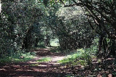Nestled across 52 square kilometres in Maharashtra’s Raigad district, this lesser-known sanctuary is a refuge for biodiversity 