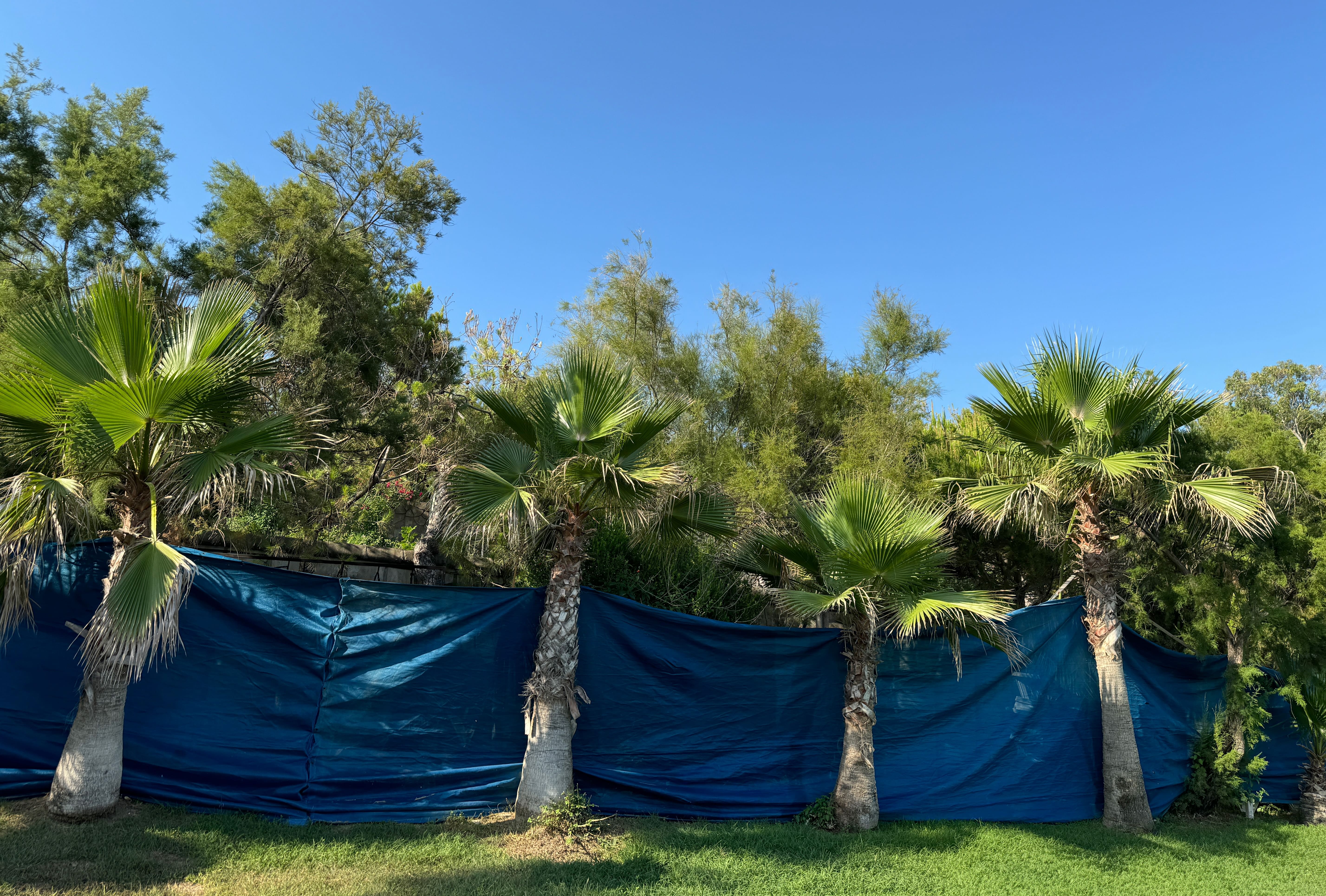 The BMC is planting Washington robusta on the 5.5 km stretch of the Mumbai Coastal Road promenade