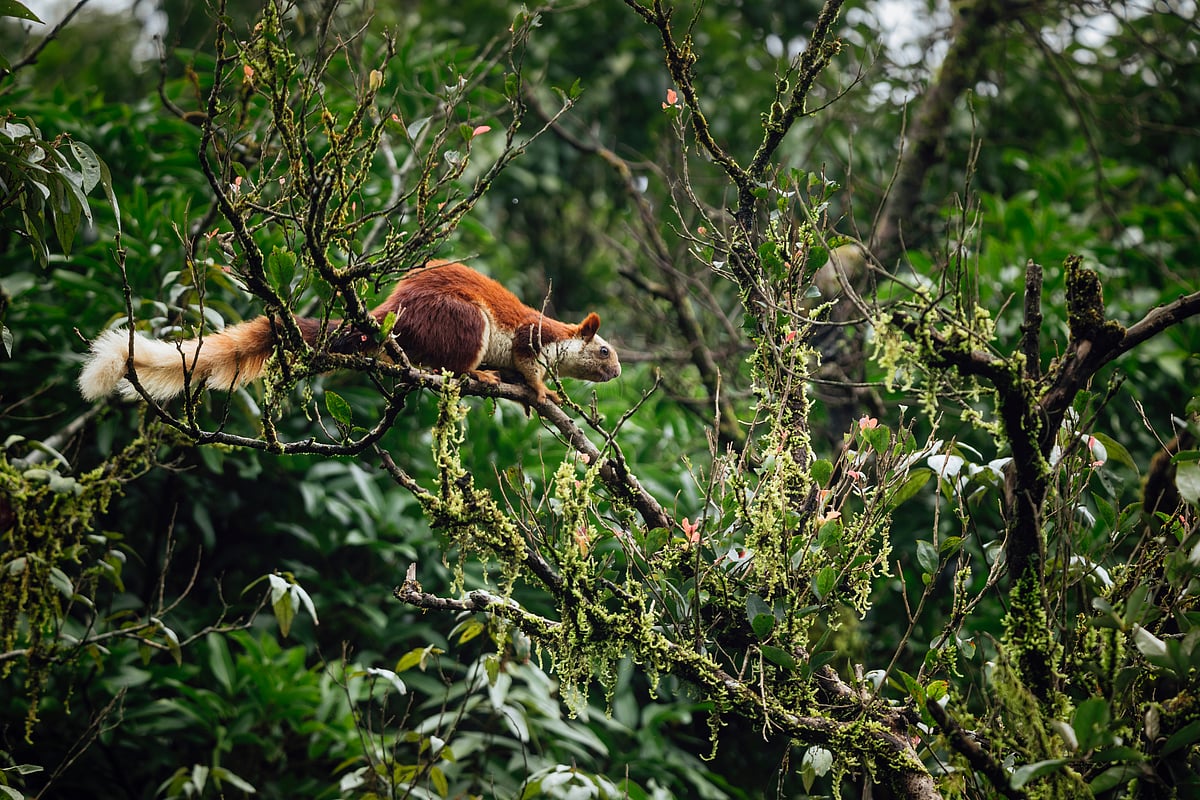 At Phansadgaan, sightings of a Malabar giant squirrel darting across the canopy
