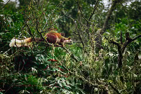 At Phansadgaan, sightings of a Malabar giant squirrel darting across the canopy