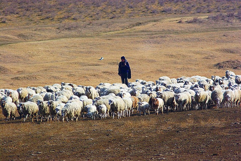 Tush shepherds have been grazing their sheep on this land for centuries