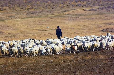 Tush shepherds have been grazing their sheep on this land for centuries