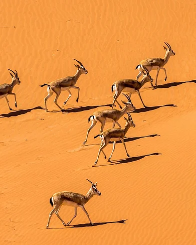 aramco/instagram : Arabian Sand Gazelles that can go on for long durations without water