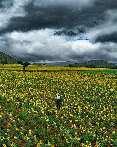 @rajography47/x : A farmer in the fields of Gundlupet