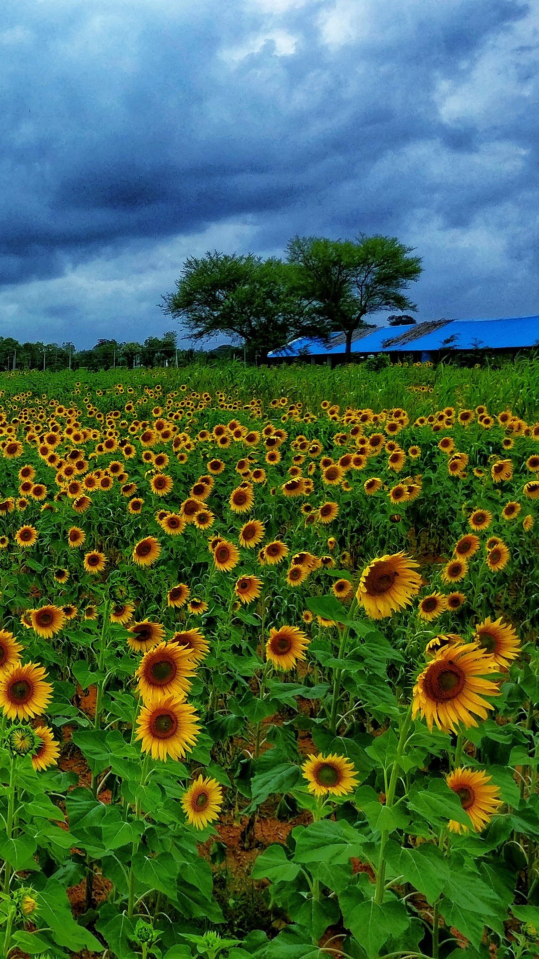 Gundlupete is called the "The Flower Pot of India."