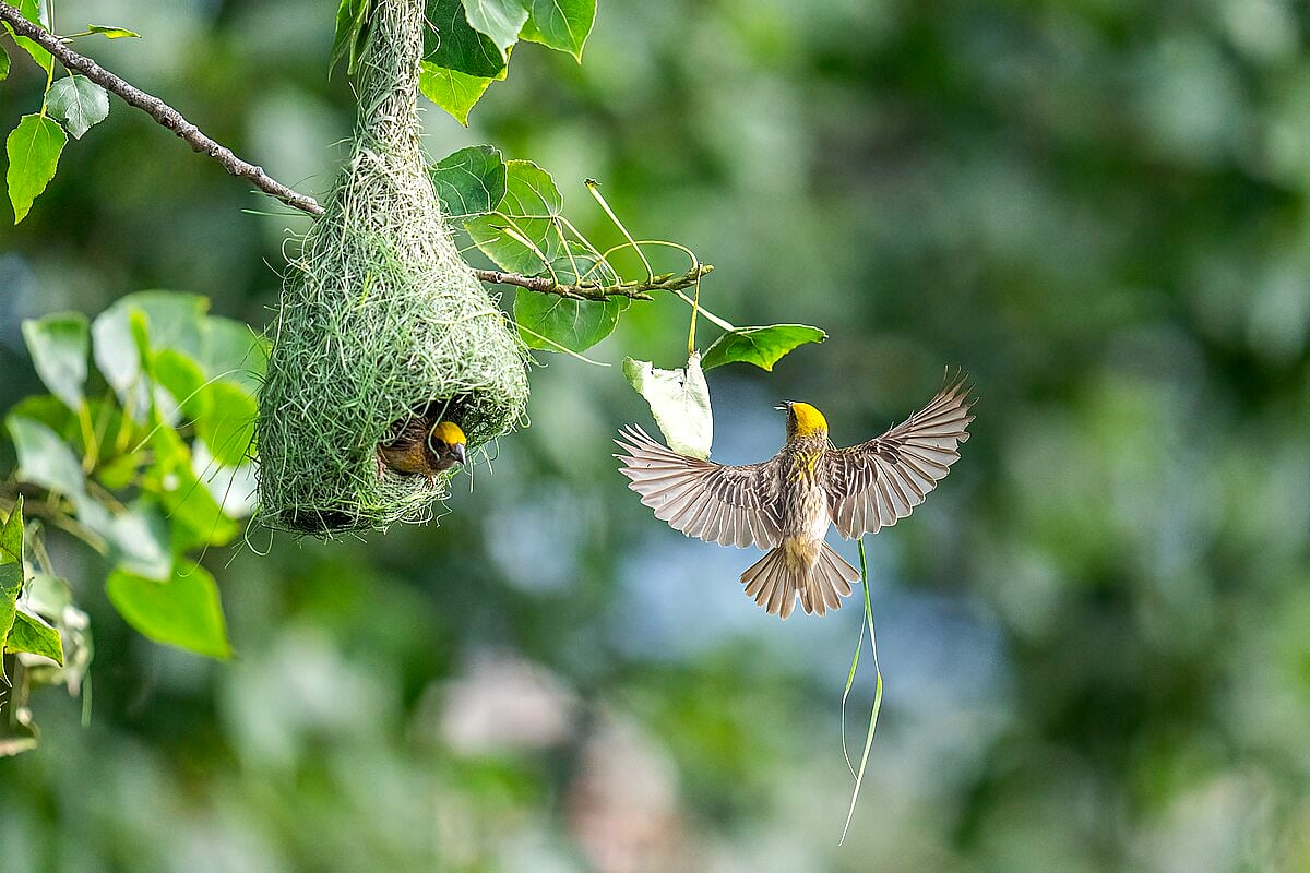 Baya Weavers build their nests usually in grasslands, cultivated fields, and scrublands