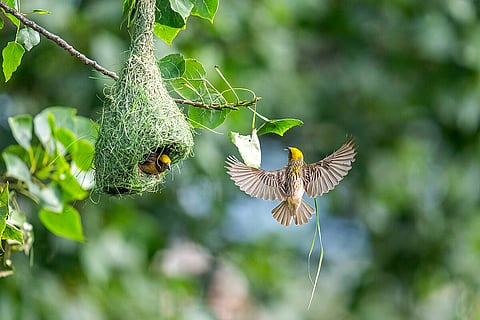 Baya Weavers build their nests usually in grasslands, cultivated fields, and scrublands