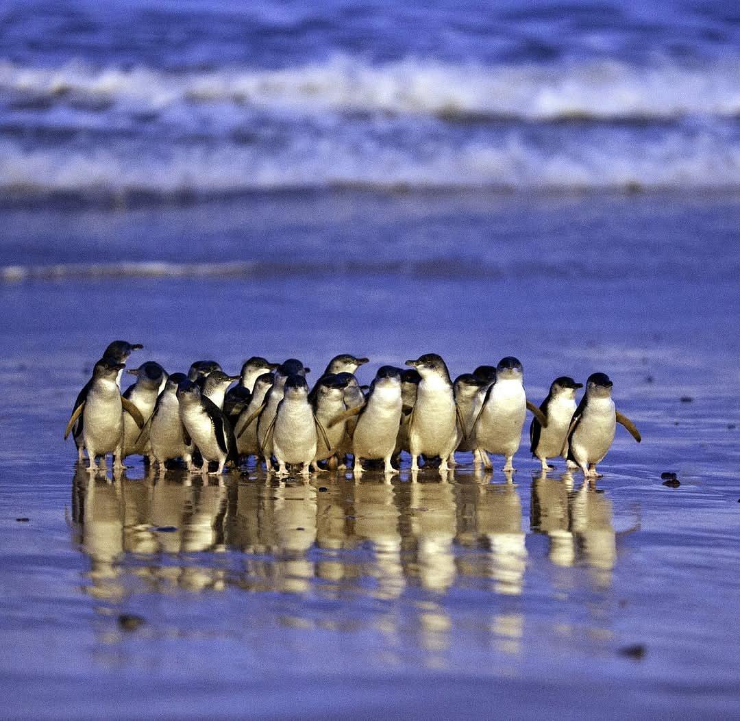 phillipislandnp/instagram : Penguin parade at Phillip Island, Victoria