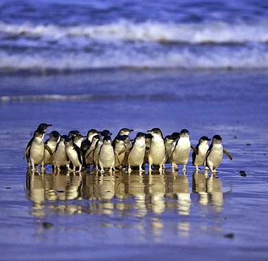 phillipislandnp/instagram : Penguin parade at Phillip Island, Victoria