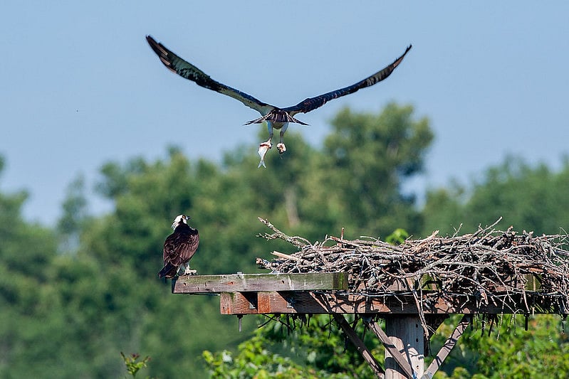 Platform nests are typically built in tree forks or on ledges and impromptu platforms, creating a stable base 