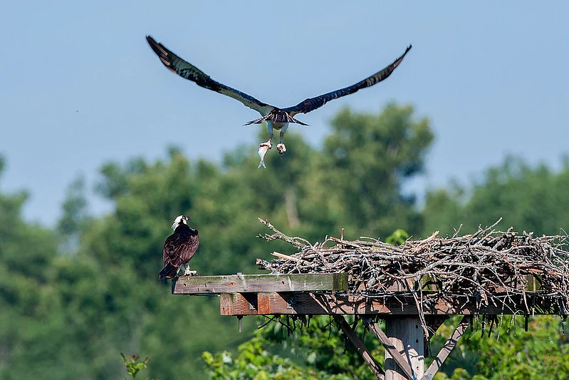 Platform nests are typically built in tree forks or on ledges and impromptu platforms, creating a stable base