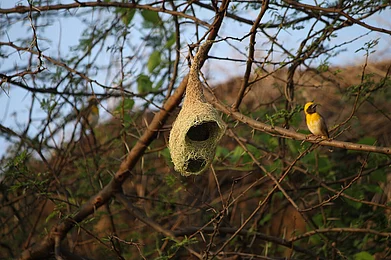 Nikhil More/Wiki Commons : Baya Weavers are known for their hanging nests woven from leaves
