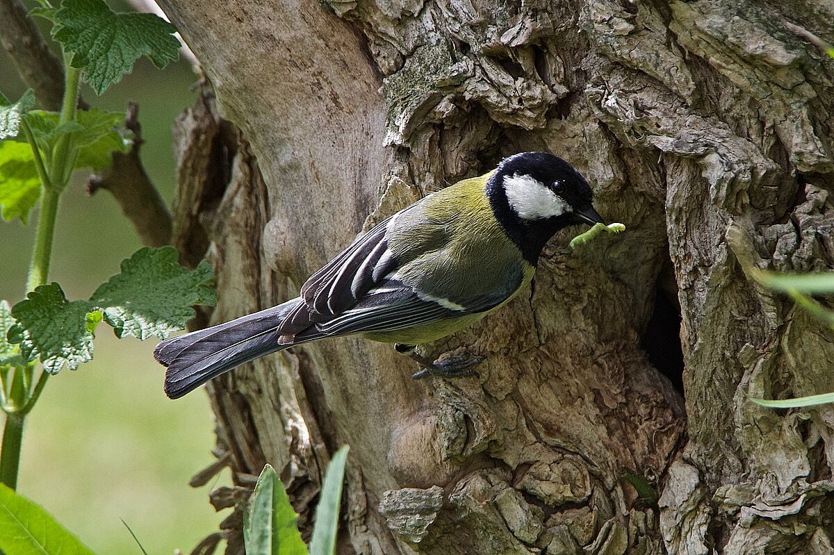 A great tit with a green caterpillar in its beak in front of its cavity nest