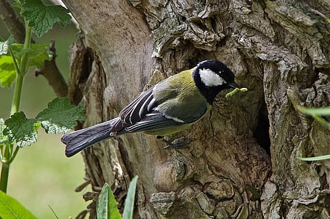 A great tit with a green caterpillar in its beak in front of its cavity nest