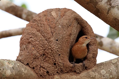 These mud nests in India are primarily built by swallows and potter wasps