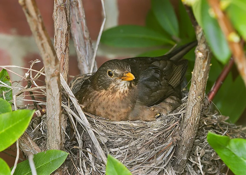 Cup nests are built at varying heights, from just a few feet off the ground to higher in the branches