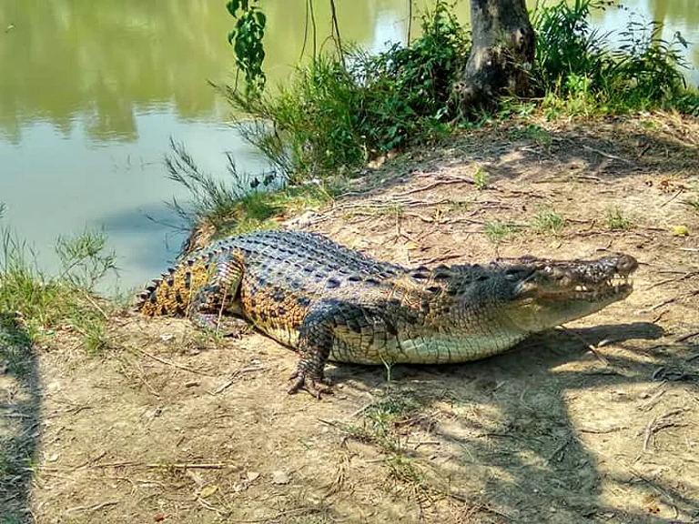 Saltwater crocodiles thrive in India’s coastal Sundarbans, Bhitarkanika, and Andaman Islands, where mangrove forests and brackish waters provide their ideal habitat - Chhabbir/Wiki Commons